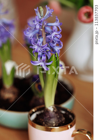 A blue flower is in a pink cup A blue flower is in a pink cup 113837703
