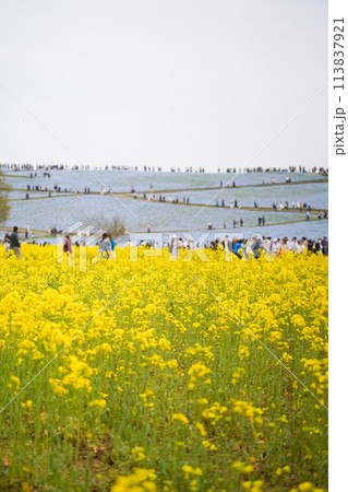 菜の花畑を散歩する様子 113837921