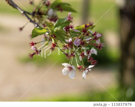 散り始めた公園の桜 113837979