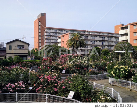 青和ばら公園 青和ばら公園 113838035