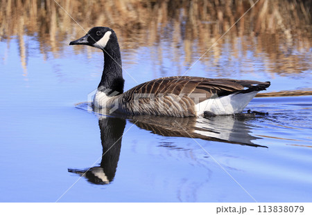 Canada Goose swimming on the blue lake with nice reflection, Dundee, Canada Canada Goose swimming on the blue lake with nice reflection, Dundee, Canada 113838079