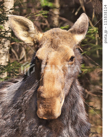 Moose female portrait in the forest, Canada 113838114