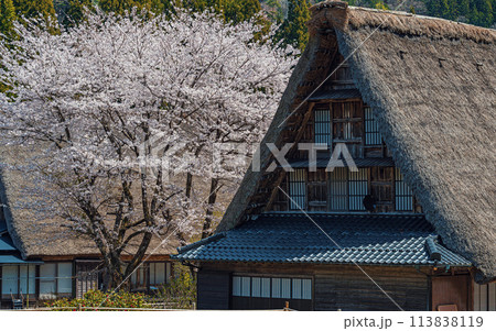 世界遺産 菅沼合掌造り集落の春景色 世界遺産 菅沼合掌造り集落の春景色 113838119