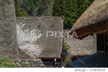 世界遺産 菅沼合掌造り集落の春景色 113838120