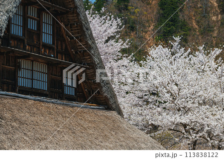 世界遺産 菅沼合掌造り集落の春景色 世界遺産 菅沼合掌造り集落の春景色 113838122