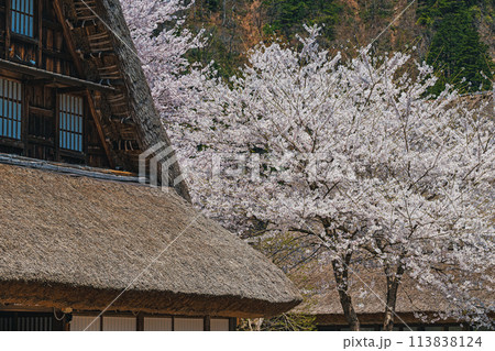世界遺産 菅沼合掌造り集落の春景色 113838124