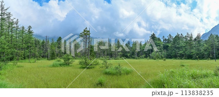 新緑に包まれた田代池のパノラマ情景 113838235