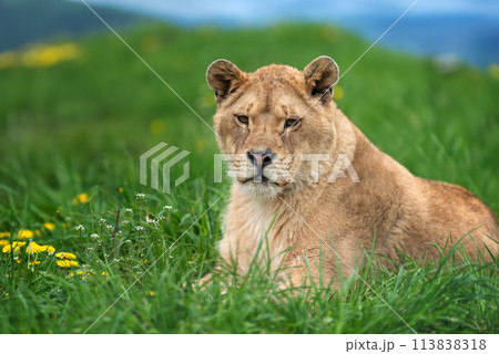 Lion laying in field of grass 113838318