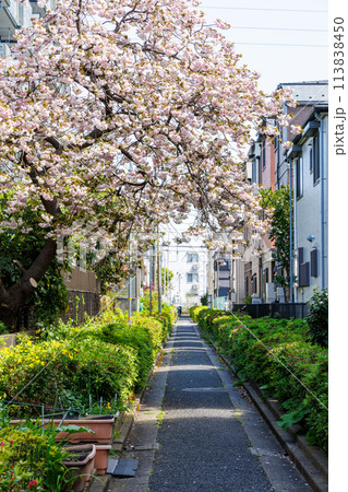 白い桜の咲く木のある小径 113838450