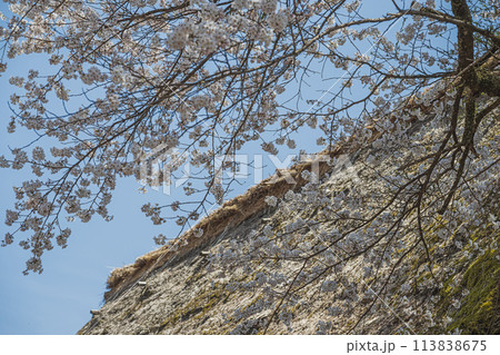 世界遺産 菅沼合掌造り集落の春景色 世界遺産 菅沼合掌造り集落の春景色 113838675