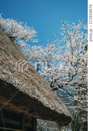 世界遺産 菅沼合掌造り集落の春景色 世界遺産 菅沼合掌造り集落の春景色 113838678