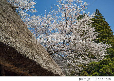 世界遺産 菅沼合掌造り集落の春景色 世界遺産 菅沼合掌造り集落の春景色 113838680