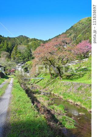 里の春　水温む小川と新緑　里地の風景　　　　 113838697