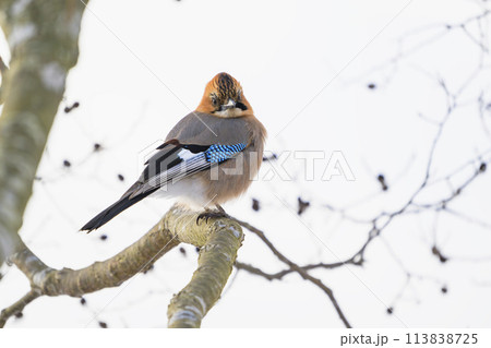 ミヤマカケス 113838725