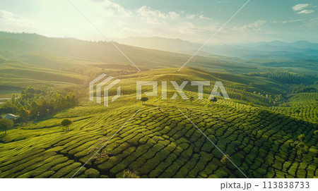 Tea Plantation, Generative AI 113838733