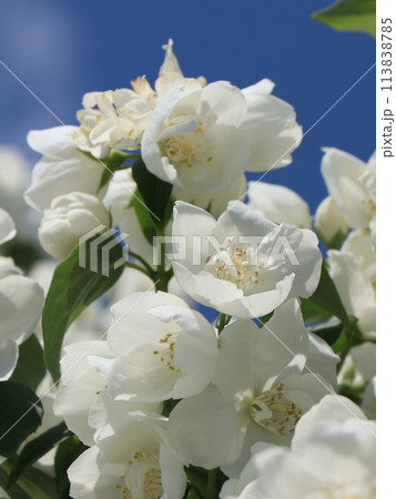 バイカウツギの花 バイカウツギの花 113838785