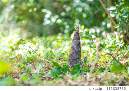 春に竹林に出てきたたけのこ 113838786