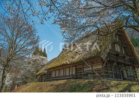 世界遺産 菅沼合掌造り集落の春景色 世界遺産 菅沼合掌造り集落の春景色 113838901