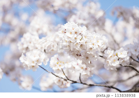 満開の桜と青空 113838938