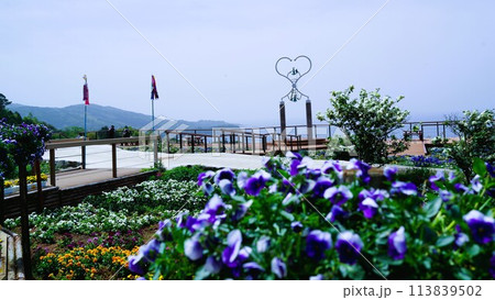 長島夢追い花フェスタ 素材 背景 長島夢追い花フェスタ 素材 背景 113839502