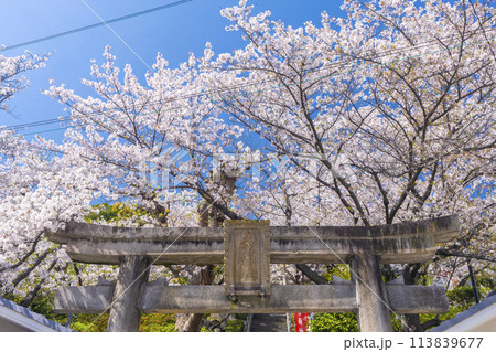 春の神戸　北野天満神社　石鳥居と満開の桜 113839677