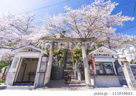 春の神戸　北野天満神社　石鳥居と満開の桜 113839683