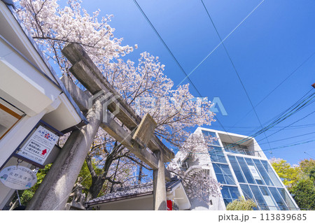 春の神戸　北野天満神社　石鳥居と満開の桜 113839685