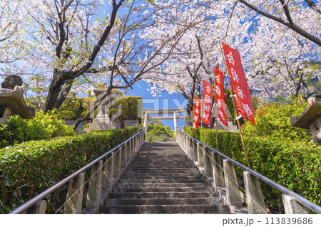 春の神戸 北野天満神社 満開の桜に包まれた石段の参道 春の神戸 北野天満神社 満開の桜に包まれた石段の参道 113839686