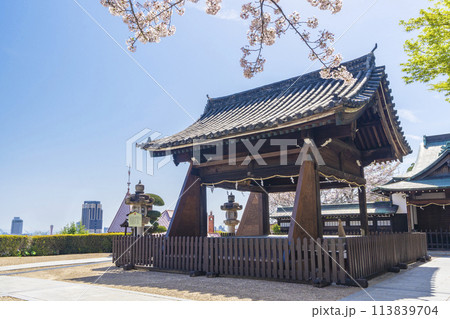 春の神戸 北野天満神社 満開の桜と拝殿 春の神戸 北野天満神社 満開の桜と拝殿 113839704