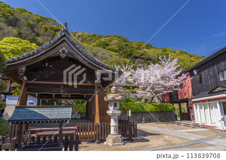 春の神戸　北野天満神社　満開の桜と拝殿 113839708