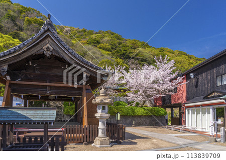 春の神戸　北野天満神社　満開の桜と拝殿 113839709
