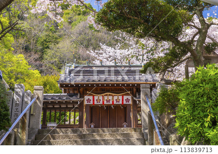 春の神戸　北野天満神社　満開の桜と本殿 113839713