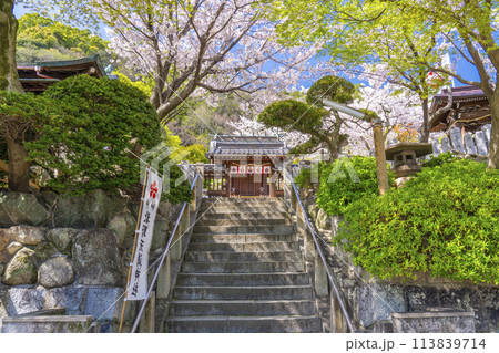 春の神戸　北野天満神社　満開の桜と本殿 113839714
