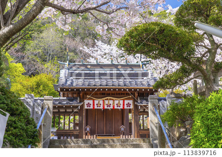 春の神戸　北野天満神社　満開の桜と本殿 113839716