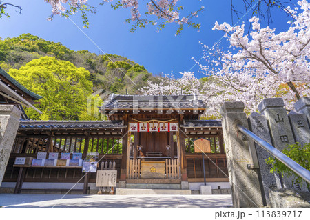 春の神戸　北野天満神社　満開の桜と本殿 113839717