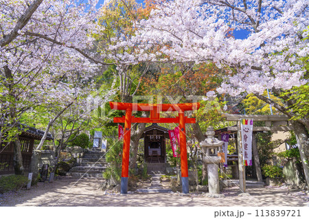北野天満神社　天高稲荷神社・薬照大明神　満開の桜 113839721