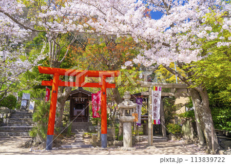 北野天満神社　天高稲荷神社・薬照大明神　満開の桜 113839722
