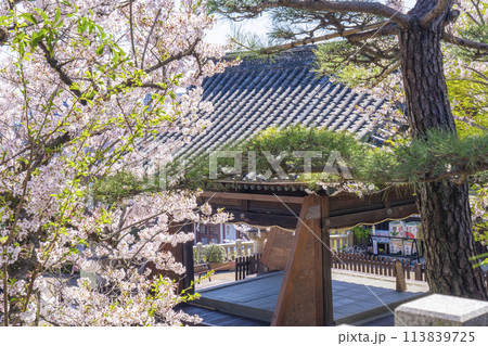 春の神戸　北野天満神社　満開の桜と拝殿 113839725