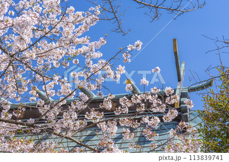 春の神戸　北野天満神社　満開の桜と本殿の屋根 113839741