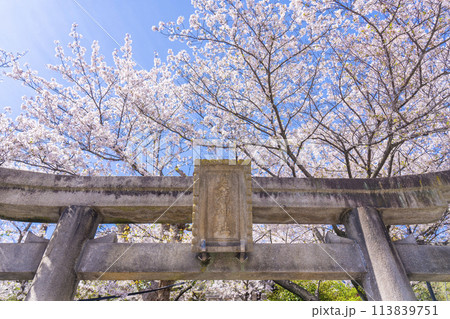 春の神戸 北野天満神社 石鳥居と満開の桜 春の神戸 北野天満神社 石鳥居と満開の桜 113839751