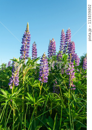 Blossoming wild lupines Blossoming wild lupines 113839802
