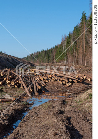 Deforested area with pile of logs, dirt road Deforested area with pile of logs, dirt road 113839808