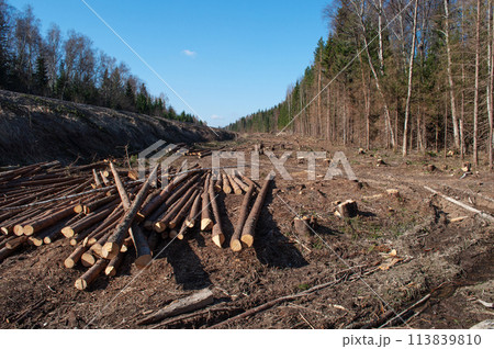 Deforested area, pile of logs in forest Deforested area, pile of logs in forest 113839810