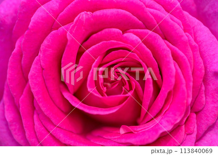 美しい自然の光芒に映えるバラの花【王妃アントワネット】クローズアップ撮影（はな阿蘇美）) 113840069