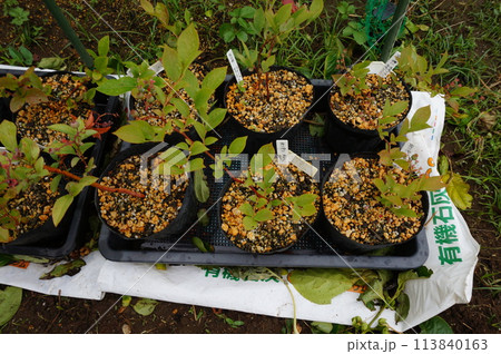 ブルーベリー挿し木 113840163