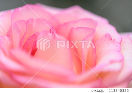 美しい自然の光芒に映えるバラの花【ルイの涙】クローズアップ撮影（はな阿蘇美）) 113840326