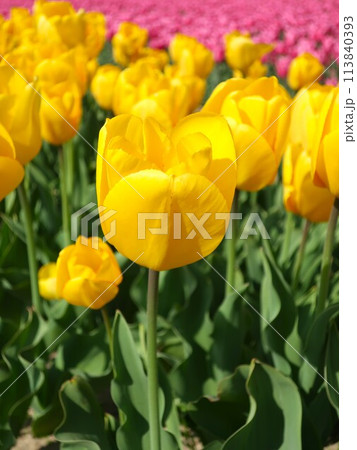 チューリップ畑 チューリップ畑 113840393