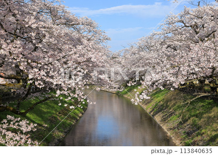 松川べりの桜の風景 ( 富山県 富山市 / 4月 ) 松川べりの桜の風景 ( 富山県 富山市 / 4月 ) 113840635