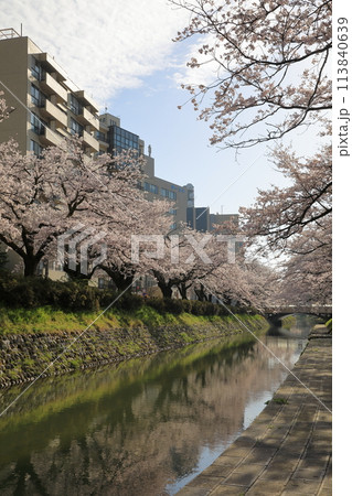 松川べりの桜の風景 ( 富山県 富山市 / 4月 ) 113840639