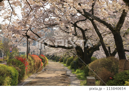 松川べりの桜の風景 ( 富山県 富山市 / 4月 ) 113840654
